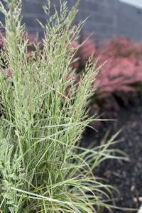 a close-up of a plant