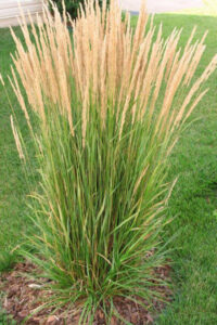 a tall grass growing in a patch of grass