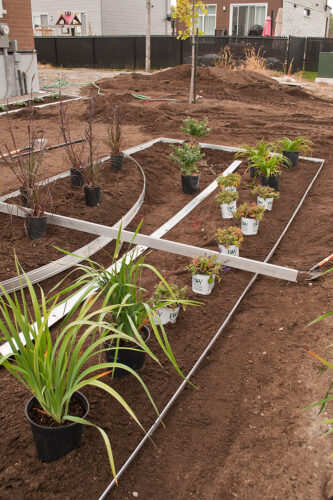 a group of plants in a garden