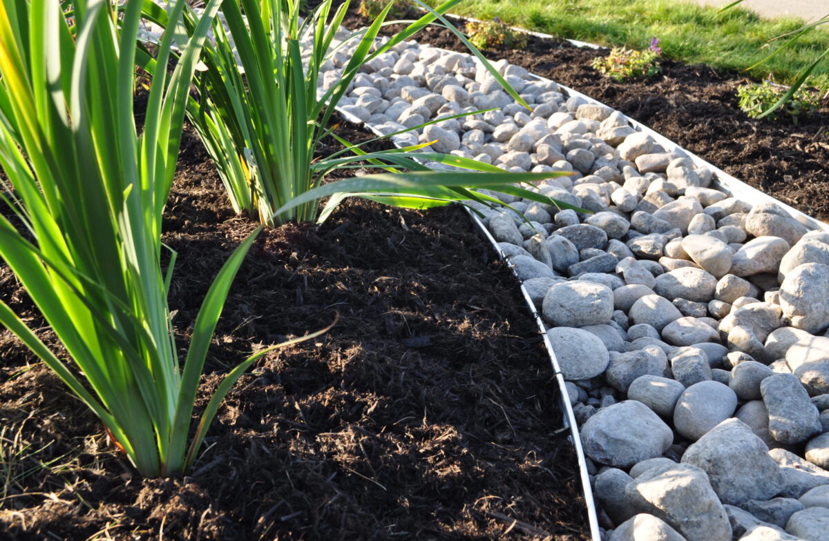 Les jardins pluviaux 2 a plant growing in a garden