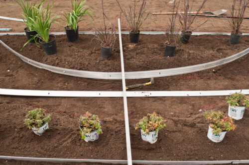 a group of plants in a garden