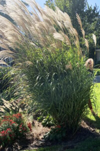 a tall grass in a pot