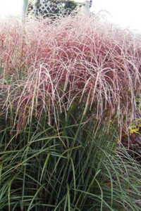 a close-up of a plant