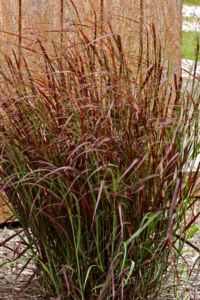 a close-up of a plant
