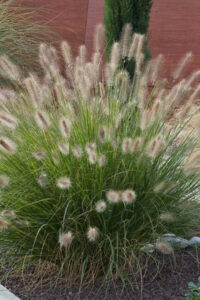 a close-up of a bush
