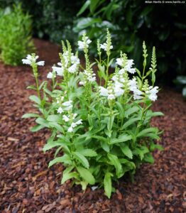 a plant with white flowers