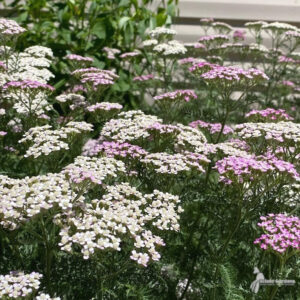 a group of white and purple flowers