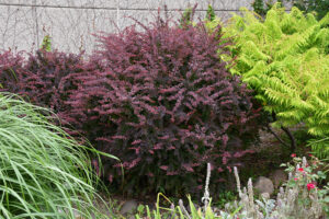 a bush with purple leaves