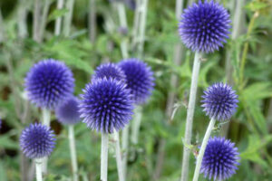 a group of purple flowers