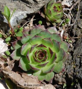 a close-up of a green plant