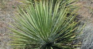 close-up of a yucca plant