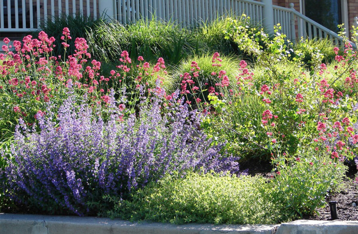a garden with flowers and plants